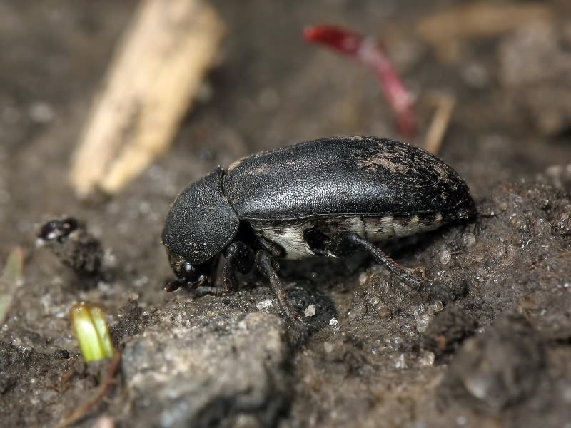 Dermestes laniarius Illiger, 1801